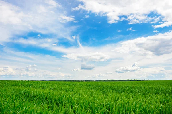 Зеленое Травяное Поле Яркое Голубое Небо — стоковое фото
