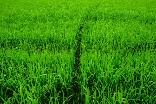 Primer Plano Hierba Fresca Espesa Con Gotas Agua —  Fotos de Stock