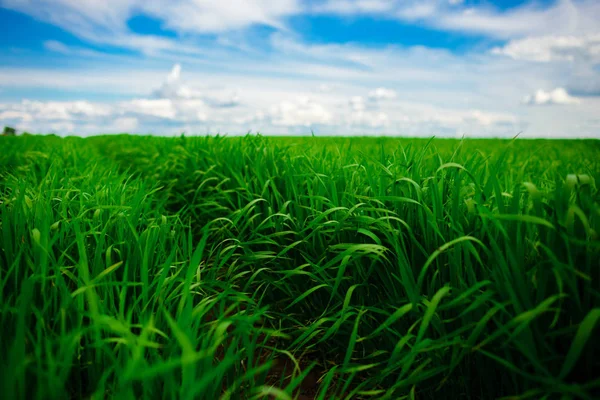 緑の草原と青い空 — ストック写真