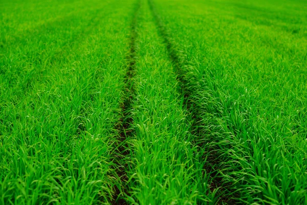 Primer Plano Hierba Fresca Espesa Con Gotas Agua — Foto de Stock