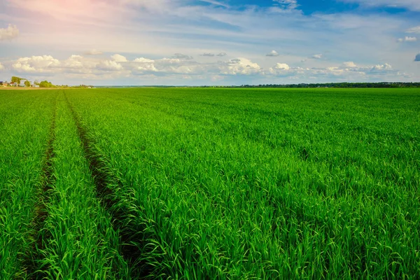 Nahaufnahme Von Frischem Dickem Gras Mit Wassertropfen — Stockfoto