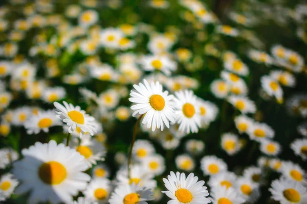 Kamille Grünes Gras Und Kamille Der Natur — Stockfoto