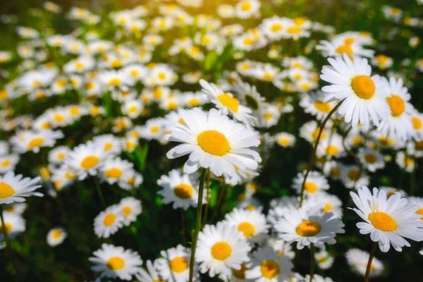 Kamomill Grönt Gräs Och Chamomiles Naturen — Stockfoto