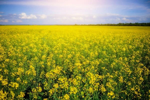 黄油籽油菜地在蓝天下 阳光普照 — 图库照片