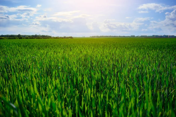 Paysage Champ Orge Début Été Une Merveilleuse Journée Été — Photo