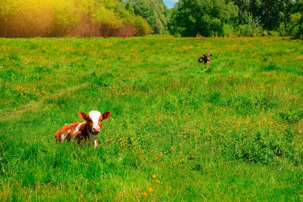 Vaca Preta Branca Pastando Prado Nas Montanhas Gado Pasto Montanha — Fotografia de Stock