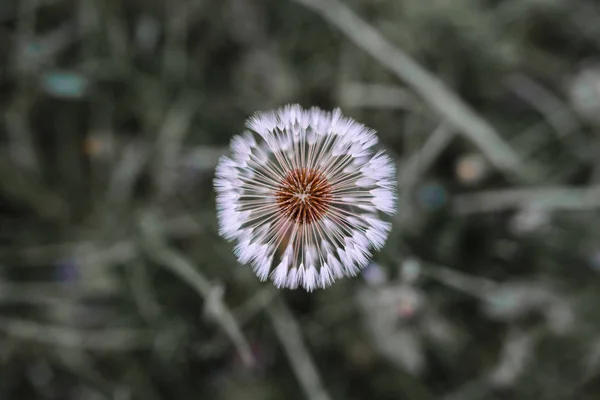 Luchtpaardebloemen Een Groen Veld Voorjaar Achtergrond — Stockfoto