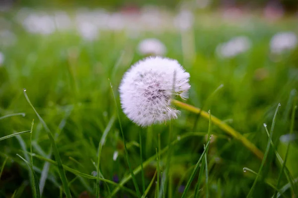 Luchtpaardebloemen Een Groen Veld Voorjaar Achtergrond — Stockfoto