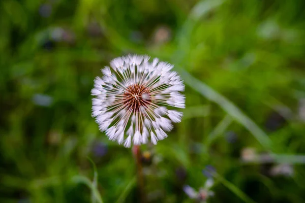 Denti Leone Aria Campo Verde Sfondo Primavera — Foto Stock