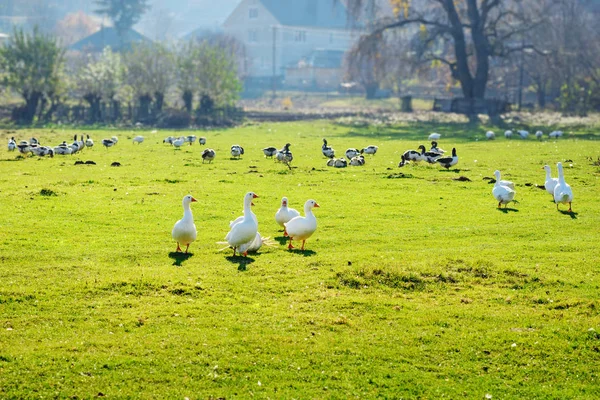 Die Herde Weißer Ausgewachsener Gänse Die Auf Dem Bauernhof Einem — Stockfoto