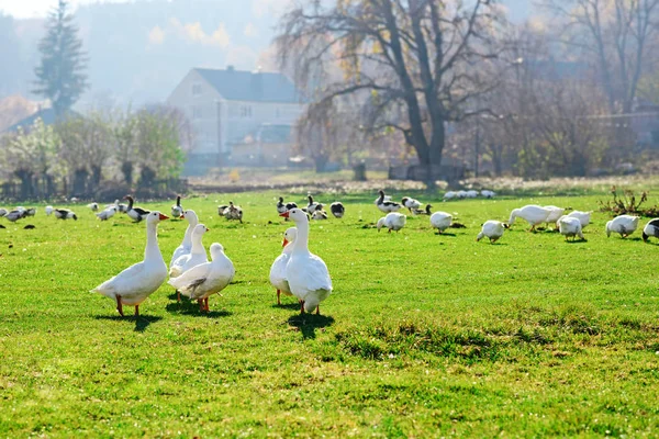 Stádo Bílých Dospělé Husy Pasoucí Venkově Statku Zelený Háj — Stock fotografie