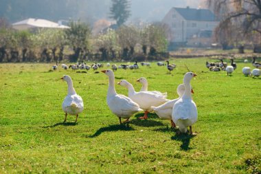 Yeşil bir ağaçlık çiftlikte kırsal otlatma beyaz yetişkin kaz sürüsü.