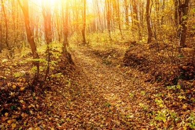 parlak güneşli sonbahar orman turuncu ağaçlar ve bitki örtüsü ve iz ile peyzaj.