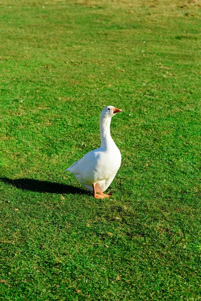 Die Herde Weißer Ausgewachsener Gänse Die Auf Dem Bauernhof Einem — Stockfoto