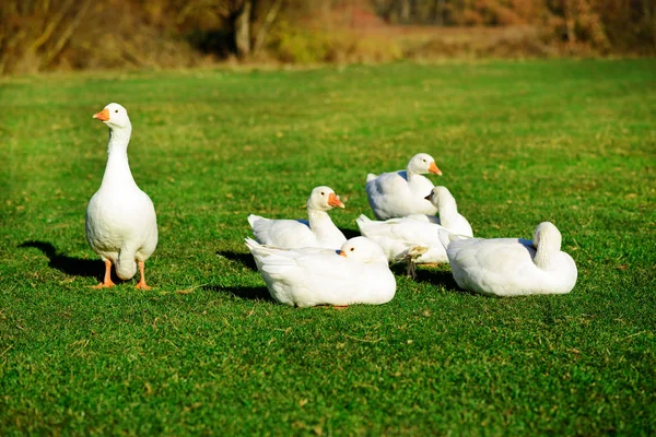 Die Herde Weißer Ausgewachsener Gänse Die Auf Dem Bauernhof Einem — Stockfoto