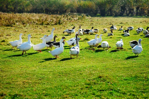 Manada Gansos Adultos Blancos Pastando Campo Granja Bosque Verde —  Fotos de Stock