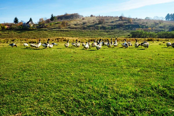 Стадо Белых Взрослых Гусей Пасущихся Сельской Местности Ферме Зеленой Роще — стоковое фото
