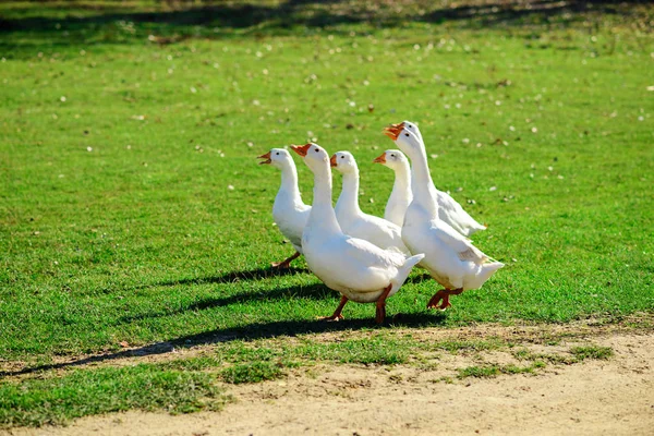 Kudde Van Witte Volwassen Ganzen Grazen Het Platteland Boerderij Een — Stockfoto