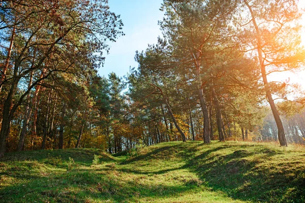 緑の草原の丘に秋の森のある風景します — ストック写真