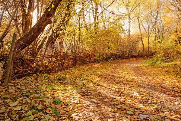 Paisaje Brillante Bosque Otoño Soleado Con Naranjos Follaje Sendero — Foto de Stock