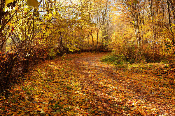 landscape of bright sunny autumn forest with orange trees and foliage and trail.