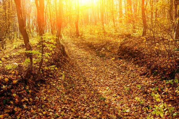 Paisagem Floresta Outono Ensolarada Brilhante Com Laranjeiras Folhagem Trilha — Fotografia de Stock