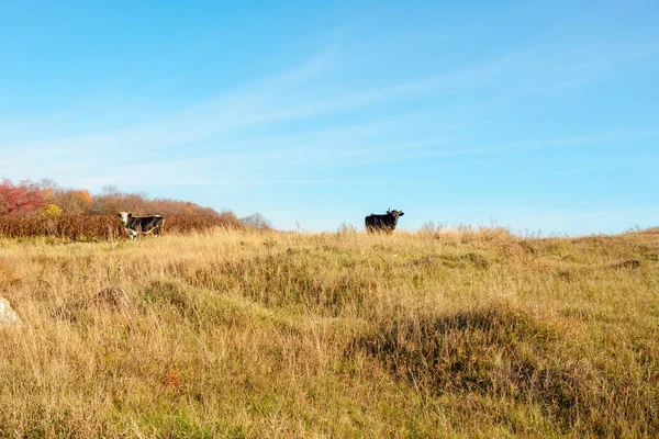 Duas Vacas Pastando Topo Encosta Outono Com Grama Amarela Longe — Fotografia de Stock