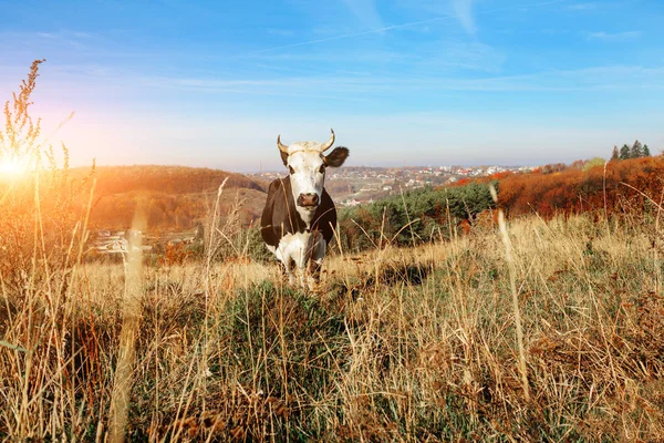 Одна Рогатая Черно Белая Корова Пасущаяся Осенней Поляне Смотрящая Камеру — стоковое фото