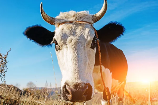 Close-up face of horned black and white cow outdoor. Cow staring and at the camera and sniffing it.