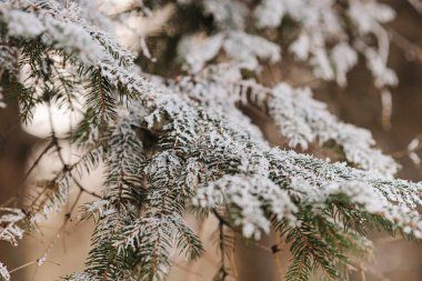 Çamın dalları kış gün mucize frost ile kaplı