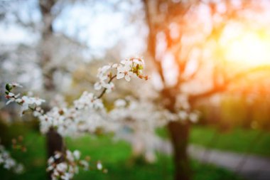 İlkbaharda açan bir elma dalı..