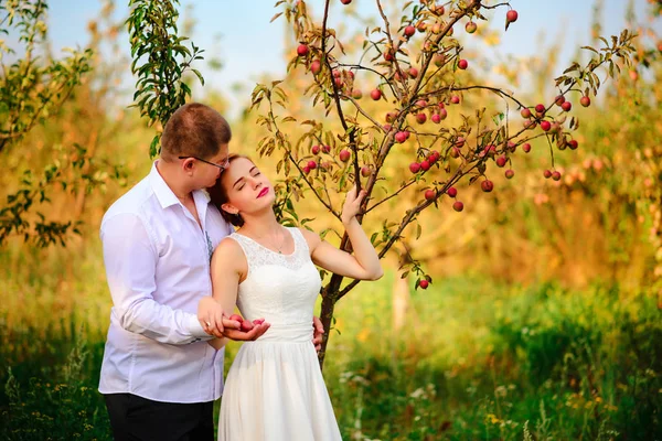 新郎和新娘接吻在苹果园 站在一棵苹果树的树枝下 — 图库照片