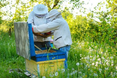 İki arıcılar bir arı kovanı üzerinde çalışıyorum. Yaz.