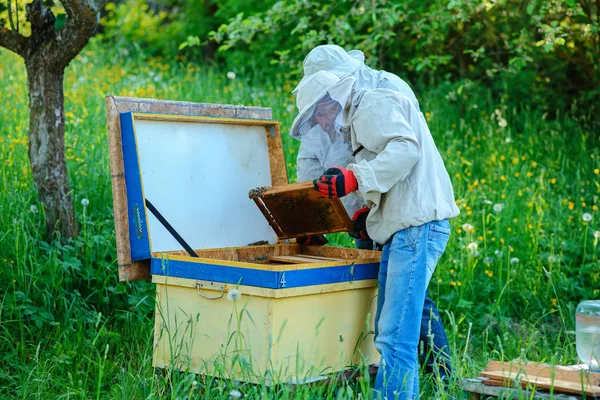 Zwei Imker Arbeiten Einem Bienenhaus Sommer — Stockfoto