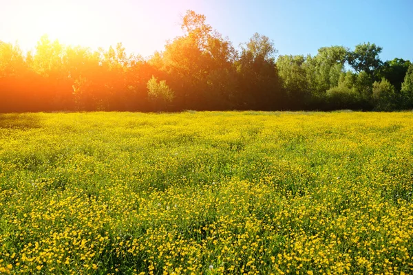 Sommerlandschaft Mit Strukturiertem Himmel Und Grasenden Kühen Auf Dem Feld — Stockfoto