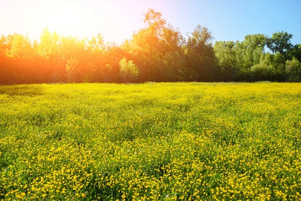 Letní Krajina Texturou Oblohy Pasoucí Stádo Krav Hřišti Porostlé Žlutými — Stock fotografie