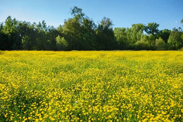 Letní Krajina Texturou Oblohy Pasoucí Stádo Krav Hřišti Porostlé Žlutými — Stock fotografie