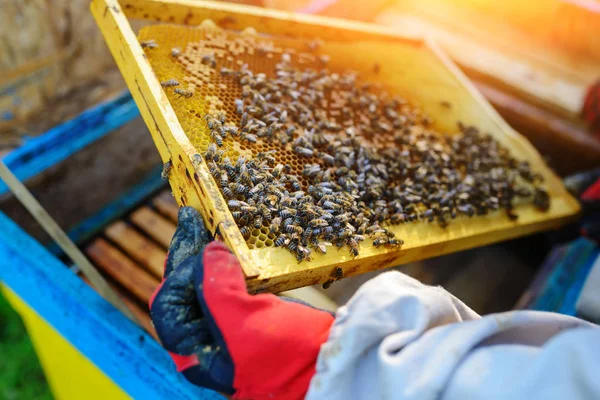 Beekeeper Takes Frame Honeycomb Hive Royalty Free Stock Photos