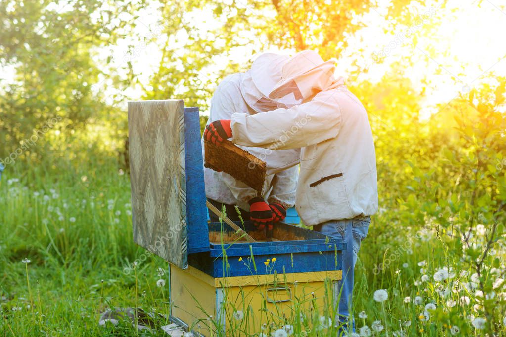 Two beekeepers work on an apiary. Summer.