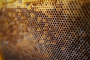 Balmumu bal peteğinin bir bölümünün arkaplan dokusu ve deseni tam çerçeve görünümlü altın bal dolu bir arı kovanına ait..