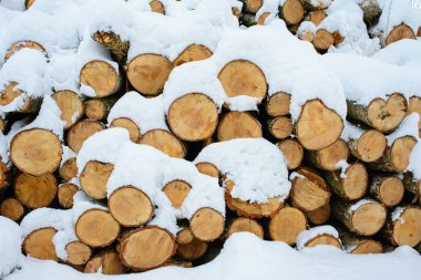 Sırasında belgili tanımlık kış orman yığınında günlüğe kaydetme.
