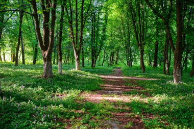 Doğal kayın ağacı orman sis aracılığıyla güneş tarafından aydınlatılmış.