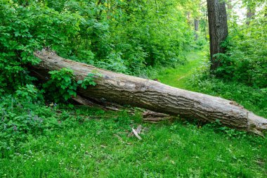 ahşap gövde gür yeşil bahar orman toprak yol engelleme düşmüş.