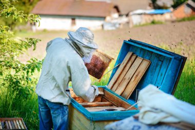 Arı kovanı. Arı kovanlarını yakınındaki arıcı çalışır.