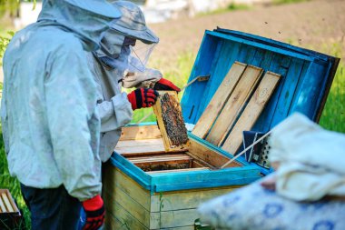 İki arıcılar bir arı kovanı üzerinde çalışıyorum. Yaz.