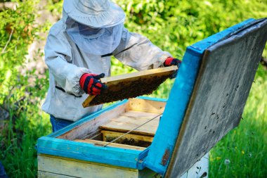 Arı kovanı. Arı kovanlarını yakınındaki arıcı çalışır.