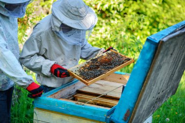 İki arıcılar bir arı kovanı üzerinde çalışıyorum. Yaz.