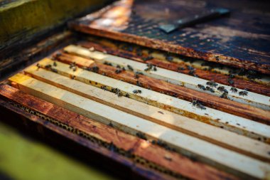 Arıcı bir bal arısı ile çalışır.