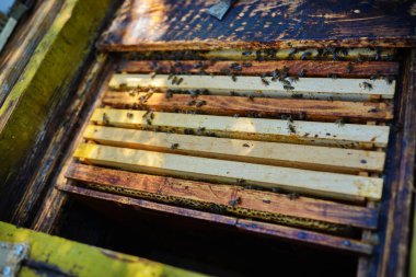 Arıcı bir bal arısı ile çalışır.