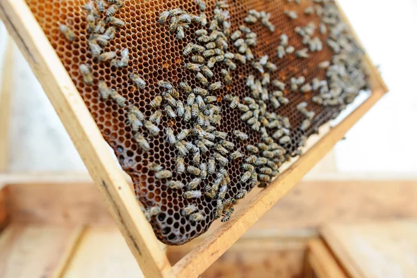 Apicultor Sosteniendo Marco Panal Con Abejas — Foto de Stock